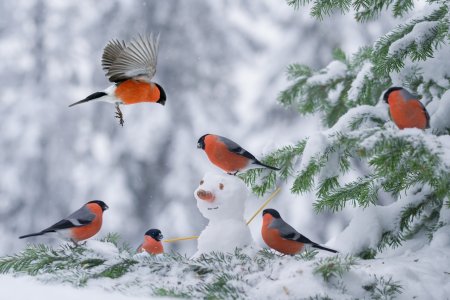 Допомога зимуючим птахам