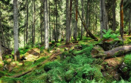 Букові праліси і старовікові ліси під охороною