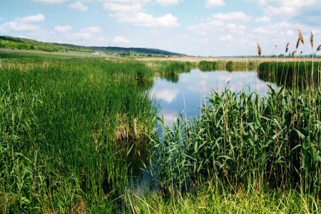 Громадськість за збереження місцевих водно-болотних угідь